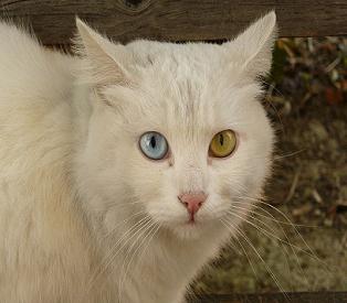 White cat with two different colored eyes