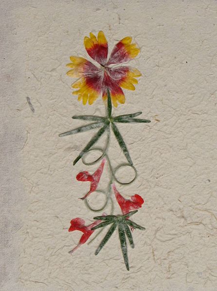 pressed flowers on a book cover