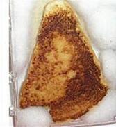 grilled cheese with virgin mary image