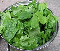 spinach green leaves