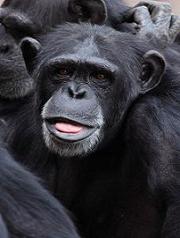 laughing ape