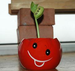 bean sprout in a happy face vase