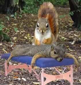 Squirrel Giving Squirrel a Massage