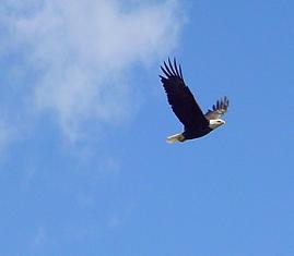 Eagle soaring across blue sky