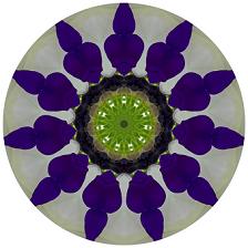 purple mandala flower